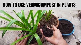 Vermicompost kaise use kare vermicompost kya haibest organic manurevermicompostgardening [upl. by Mccahill]