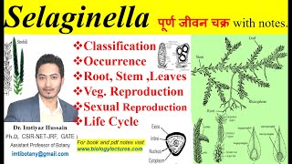 Selaginella complete life cycle pteridophyta pteridophytes bsc1stsemester bscbotany neet [upl. by Ettenad422]