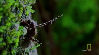 Le parasitisme dOphiocordyceps unilateralis sur la fourmi Camponotus leonardi [upl. by Akcebar]