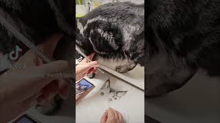 funnyvideo lustigehunde cat pets [upl. by Vookles]