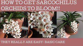 How to get sarcochilus orchids to bloom  its relatively easy [upl. by Alita]