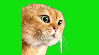 Talking Confused Cat Meme Green Screen Template [upl. by Coben]