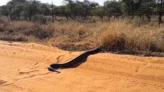 Huge Python seen in Lephalale [upl. by Annocahs492]