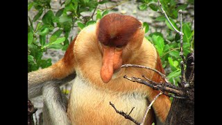 Malaysia  Proboscis Monkeys [upl. by Willabella346]