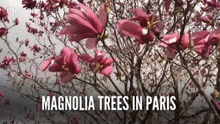 Magnolia trees in Paris travel PeriCtv SundayMorning [upl. by Leinehtan]