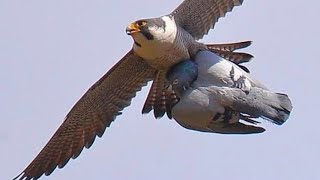 falcon attack peregrine falcon unexpectedly😢🤯 [upl. by Greiner]