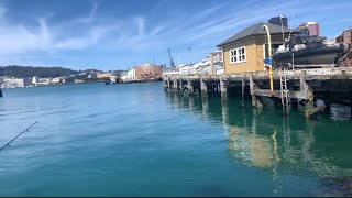 Kahawai fishing in Wellington harbour very short lil video [upl. by Noloc]