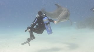 Dolphin Spins Diver Around Using Snout [upl. by Ordnazil]