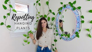 Repotting My Hanging Plant  Pothos Plant Wall [upl. by Weston]