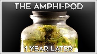 A Look Inside  The AmphiPod is 1 Year Old [upl. by Anaimad868]