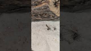 Namibian recluse food wars spiders loxosceles [upl. by Derej]