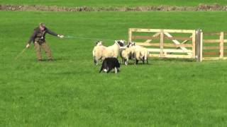 Irish National Sheepdog Trials 2016 JP McGees Glencregg SilverJnr [upl. by Alleoj]