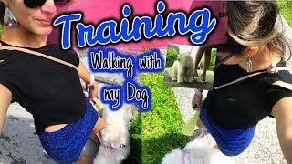 Tips Training Walking with your Dog Coton de tulear I Lorentix [upl. by Ylreveb774]