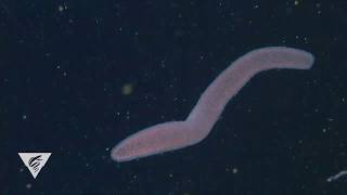 Pyrosomes are freefloating bioluminescent colonial tunicates [upl. by Eimoan]