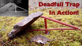 How to make a figure 4 deadfall trap Deadfall Trap in action catching mice [upl. by Alleuqcaj309]