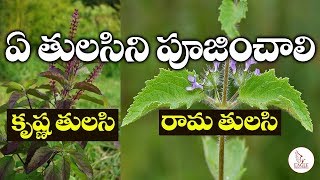 ఏ తులసిని ఇంట్లో పూజించాలి  Rama Tulasi  Krishna Tulasi  Health Benefits  Eagle Media Works [upl. by Llered589]