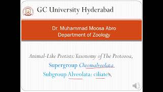 The animallike Protists Protozoa Supergroup Chromalveolata Subgroup Alveolata ciliates [upl. by Euginom]