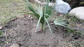 4 Chamaerops Humilis  Karłatka niska  w gruncie [upl. by Scheer766]