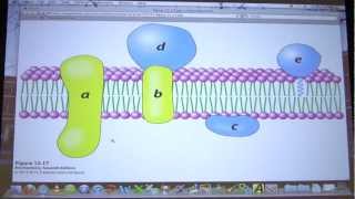 30 Biochemistry Lipids and Membranes Lecture for Kevin Aherns BB 451551 [upl. by Handbook]