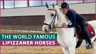 Riding the Lipizzaner Horse at the Lipica Stud Farm [upl. by Jeconiah]