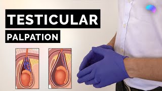 Testicular Palpation Technique  How to Examine Testicles  OSCE Guide  UKMLA  CPSA [upl. by Ilac]