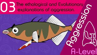 Ethology and Evolution  Aggression AQA ALevel Psychology [upl. by Osborne672]