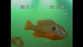 Dale Hollow Lake near Cedar Hill Marina underwater video [upl. by Lahcar]