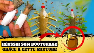 Réussir son bouturage grâce à cette mixture naturelle [upl. by Htnnek]