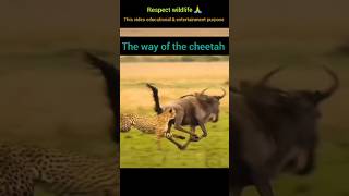 Cheetah takedown a Wildbeest  The way of the cheetah viralvideo wildlife viral viralmoment [upl. by Beitz615]