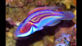 My Top 10 Wrasses [upl. by Otrebogad695]