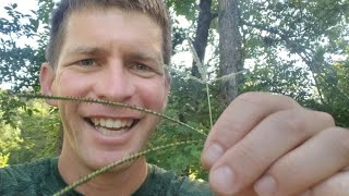 How To Remove One Grass from Another And Identify Grass Type and Weeds by Seedhead [upl. by Onig]