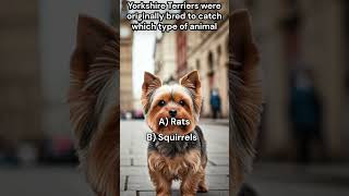 Yorkshire Terriers were originally bred to catch which type of animal [upl. by Attaynek]