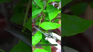 how do you get a bougainvillier to bloom shortvideo viral seeds gardening plants [upl. by Sacha]