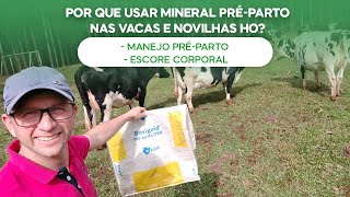 Porque usar mineral préparto nas vacas e novilhas HO Manejo PréParto e Escore Corporal v104 [upl. by Zinn]