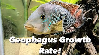 How Quickly Do Geophagus Grow Geophagus Brasiliensis Growth Rate amp Full Grown Size  Pearl Cichlid [upl. by Pejsach969]