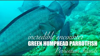 Incredible Encounter With Green Humphead Parrotfish in Perhentian Islands  Scuba Diving Batu Layar [upl. by Marozas]