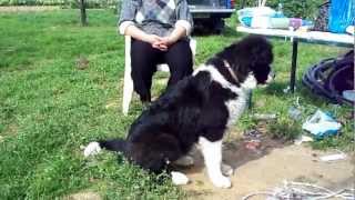 karakachan dog 5 months old [upl. by Lucier474]