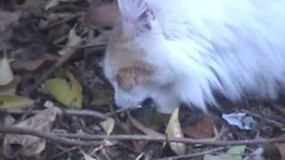 PSYCHO REDNECK KILLS CAT AFTER IT MAKES A MEAL OF PET BIRD e darzell [upl. by Bleier89]