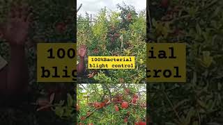 100 Bacterial Blight Control Pomogranate farming shorts దానిమ్మ Feedback [upl. by Sigfrid]