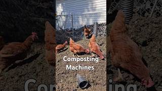 Chicken Composters chickens homesteading animals [upl. by Clyte]