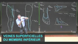 Anatomie des veines superficielles du membre inférieur Membre inférieur 11 [upl. by Lodnar]