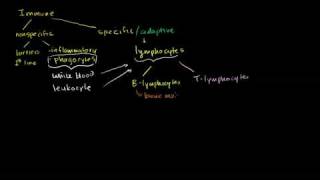 Types of immune responses Innate and Adaptive Humoral vs Cell Mediated in Bangla [upl. by Oderfigis]