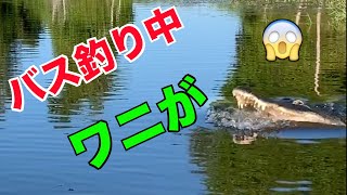 フロリダでバス釣り途中にビックリワニ！Florida Alligator Scared Me While Fishing [upl. by Lenoil]