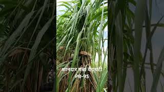 Sugarcane variety pb 95 pb95 farming agriculture farmer [upl. by Hanavas]