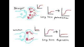 Synaptic plasticity [upl. by Taima]