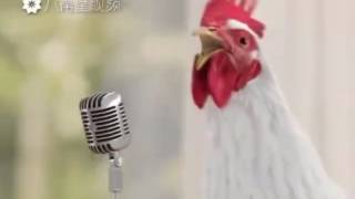 GALLINAS CANTANDO [upl. by Llennahs]