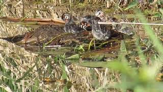 Baby Piedbilled Grebes [upl. by Htes]