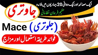 Javitri ke fayde  Benefits of Mace  Jalwatri  Hakeem Farhan Nizamani [upl. by Aihppa]