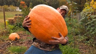 Atlantic Giant Pumpkins  Organic Methods Weigh In [upl. by Turoff]