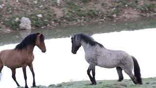 Two Stallions fighting Stock Footage [upl. by Baudoin]